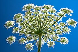 Bear claw summer feeling, the bear claw consists of many small flowers by Alex van den Akker