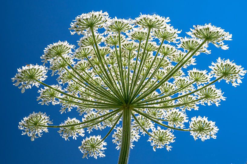 La griffe d'ours est composée de nombreuses petites fleurs. par Alex van den Akker