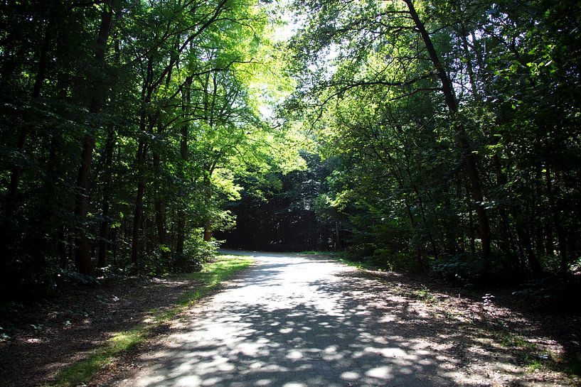 Die Natur entdecken in einem Waldgebiet im Emsland, Niedersachsen, Deutschland von Bianca Meyering Fotos - BMF