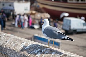 Möwe im Hafen von Essaouira (Marokko)