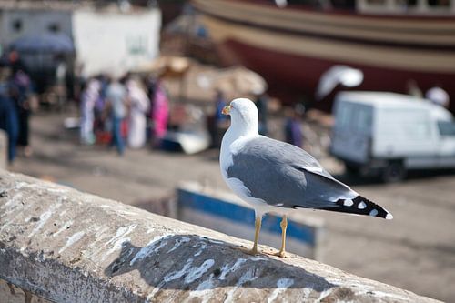 Zeemeeuw in de haven van Essaouira (Marokko)