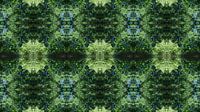 Mirrored fern leaves, water and symmetry 2 by Heidemuellerin thumbnail