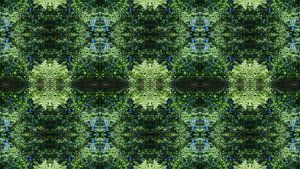 Gespiegelte Farnblätter, Wasser und Symmetrie 2
