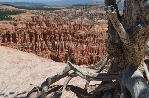 Bryce-Nationalpark und Hoodoos.