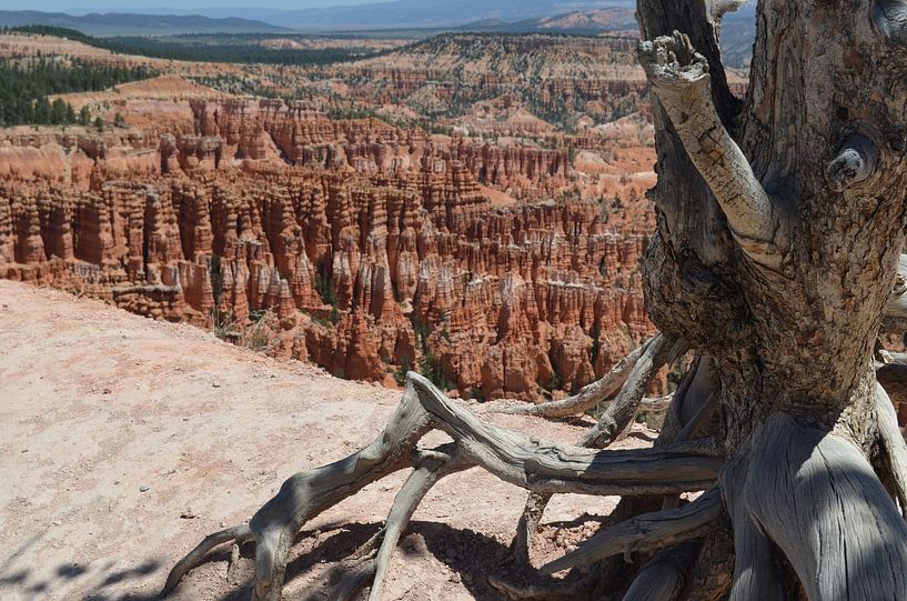 Bryce-Nationalpark und Hoodoos. von Peter Out