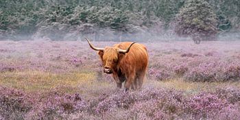 Highlander écossais dans le brouillard.