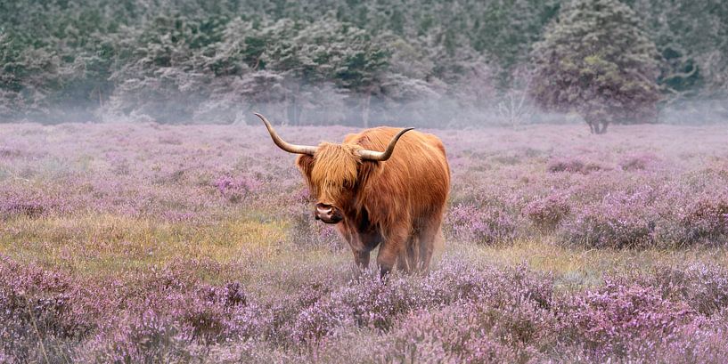 Highlander écossais dans le brouillard. par Alie Ekkelenkamp