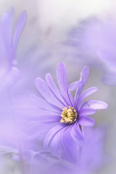 Love Color by Bob Daalder