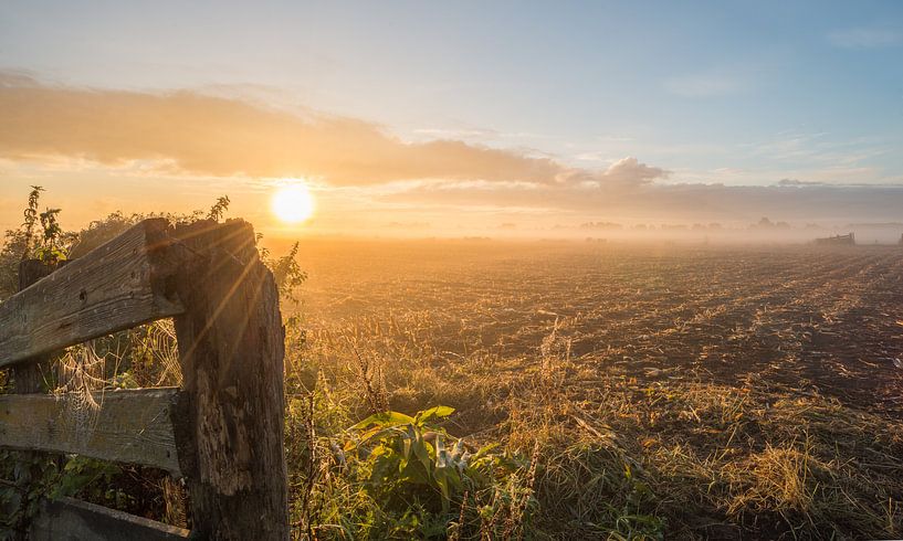 Rüben von Wendy Drent