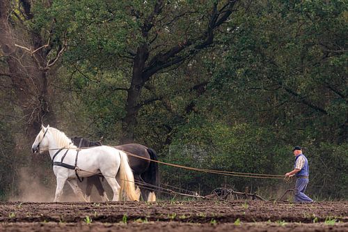 Plough horses Orvelte Drenthe