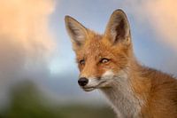 Portrait of a fox