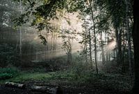 Leersum woods