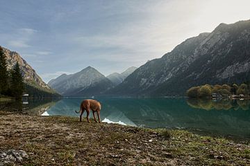 Hond bij het Heiterwanger meer in Tirol, Oostenrijk van Thomas Marx
