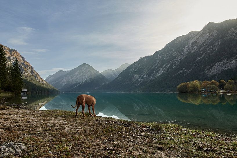 Chien au lac Heiterwanger See dans le Tyrol, Autriche par Thomas Marx