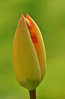 Mooie gele tulp