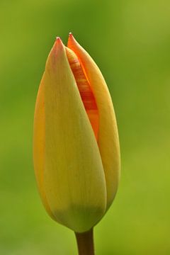 Belle tulipe jaune