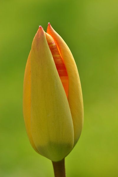 Belle tulipe jaune par Shutterbalance