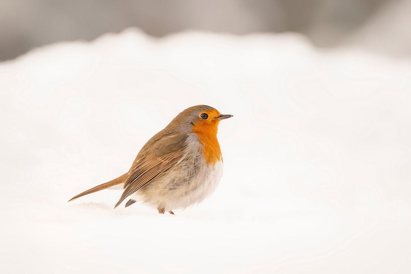 Robin in the snow. by Albert Beukhof