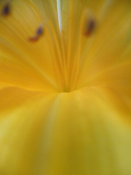 Flora 3 by verostatic