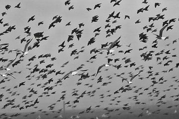 Vogelvlucht (zwart-wit fotografie) van Fotografie Jeronimo