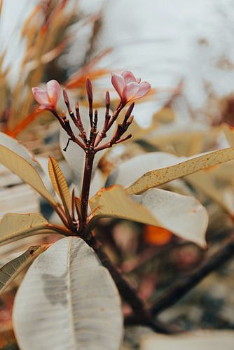 Wilde kleurrijke rozeplant in Bali, Indonesië