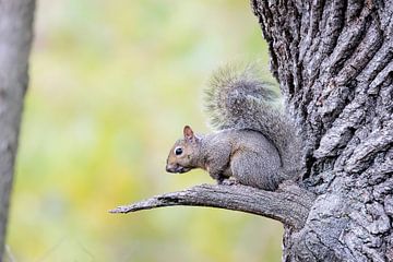 Grijze eekhoorn (Gray squirrel) van Tim Emmerzaal