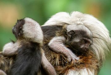 Pygmy aap met jongen/baby's Diergaarde Blijdorp Rotterdam van David van der Kloos