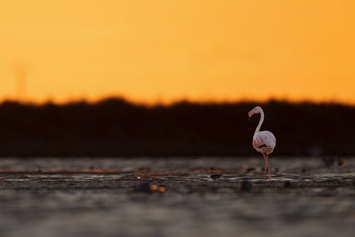 Flamant rose (Phoenicopterus roseus)
