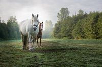 Chevaux dans les pâturages