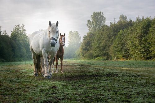 Horses in pastureland