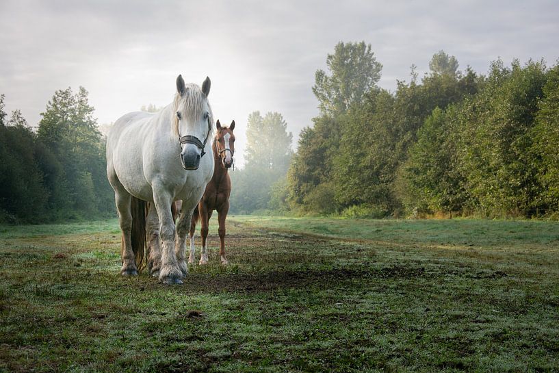 Chevaux dans les pâturages par Lucia Leemans