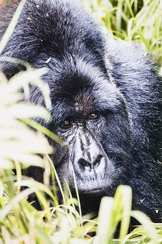 Mgahinga National Park – De thuisbasis van de laatste reuzen