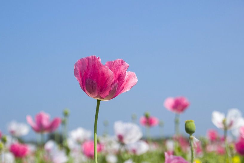 Roze papaver, klaproos van Irene Damminga