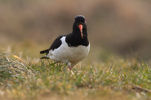oystercatcher