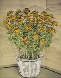 Chrysanthemum, Ogawa Kazumasa