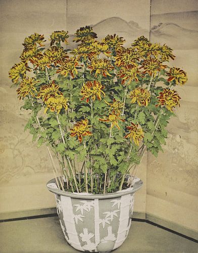 Chrysanthemum, Ogawa Kazumasa