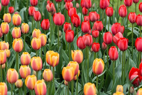 Tulipes