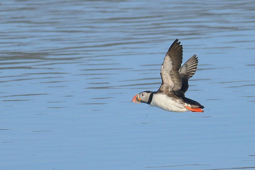 Papageientaucher im Flug von rik janse