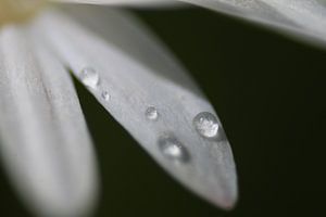 Daisy with dewdrops (2 of 2) by Jeroen Gutte