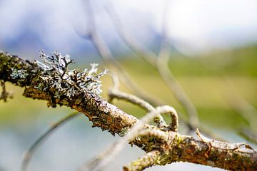 Der ruhige Luttensee bei Mittenwald, umgeben von alpiner Natur und stiller Berglandschaft. von Miriam Schwarzfischer Fotografie