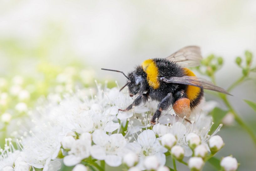 bumblebee by Laura Vollering