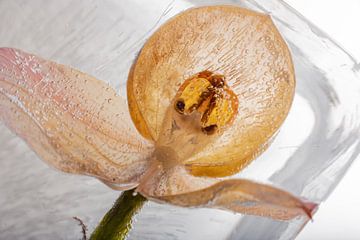 Orchidée dans la glace 1 sur Marc Heiligenstein