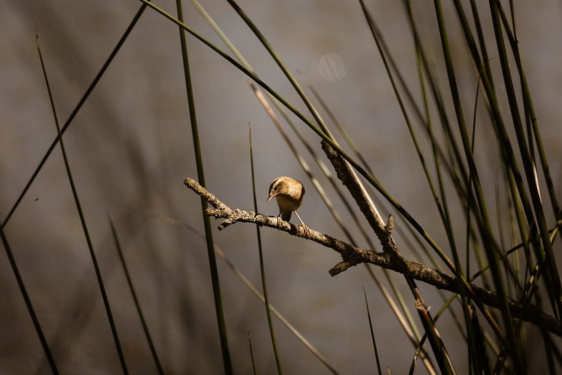 Schilfrohrsänger (jetzt aber kein Gesang) von Erwin van Eekhout