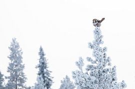 Chouette épervier, Surnia ulula sur Beschermingswerk voor aan uw muur