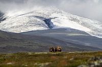 2 Muskus ossen voor Snøhetta in Noorwegen