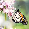 Monarch butterfly van Mark Zanderink