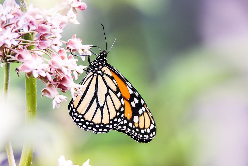 Monarch butterfly by Mark Zanderink