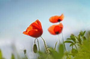 Mohnblumen