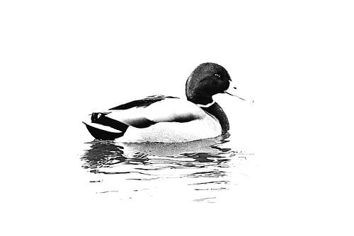 Mannetjes eend op het water (zwart-wit)