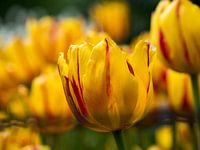 Yellow tulips meadow and tulip with red accent
